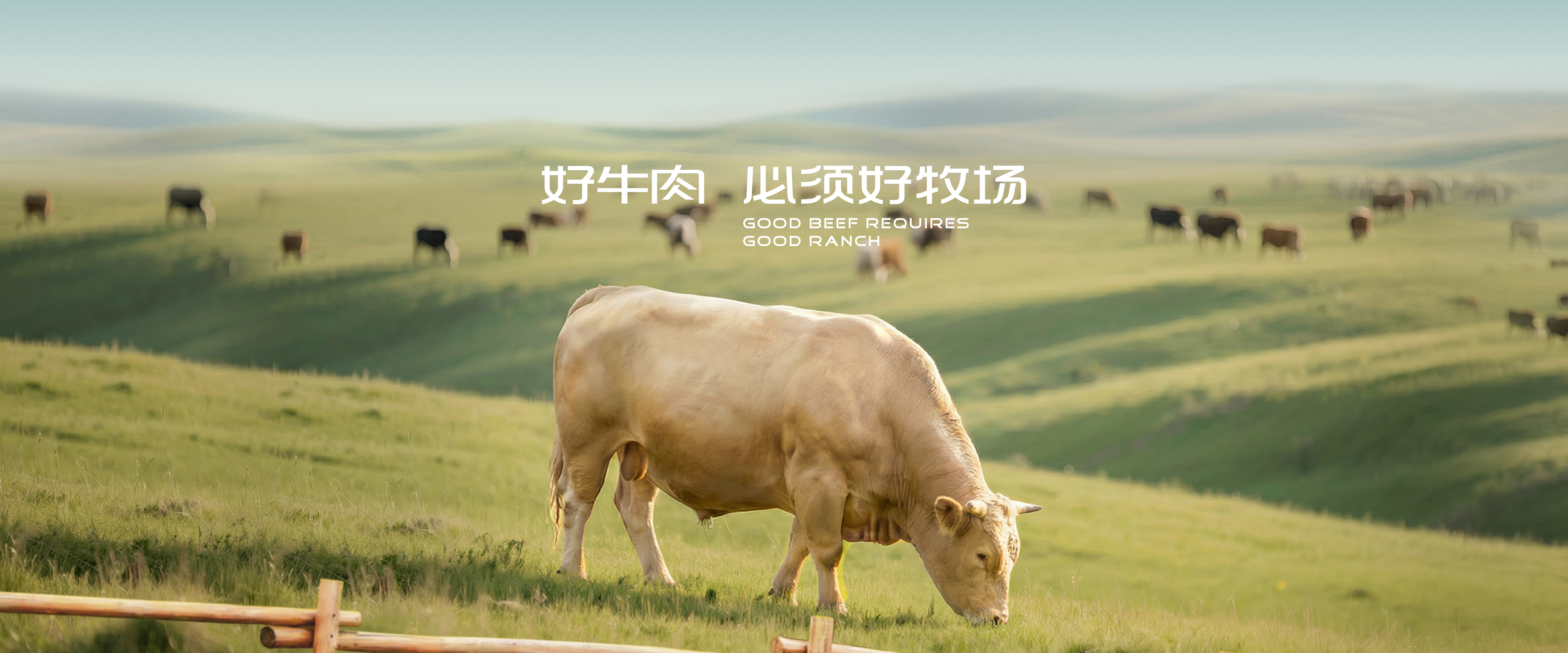 恒都农业集团好牛肉必须好牧场