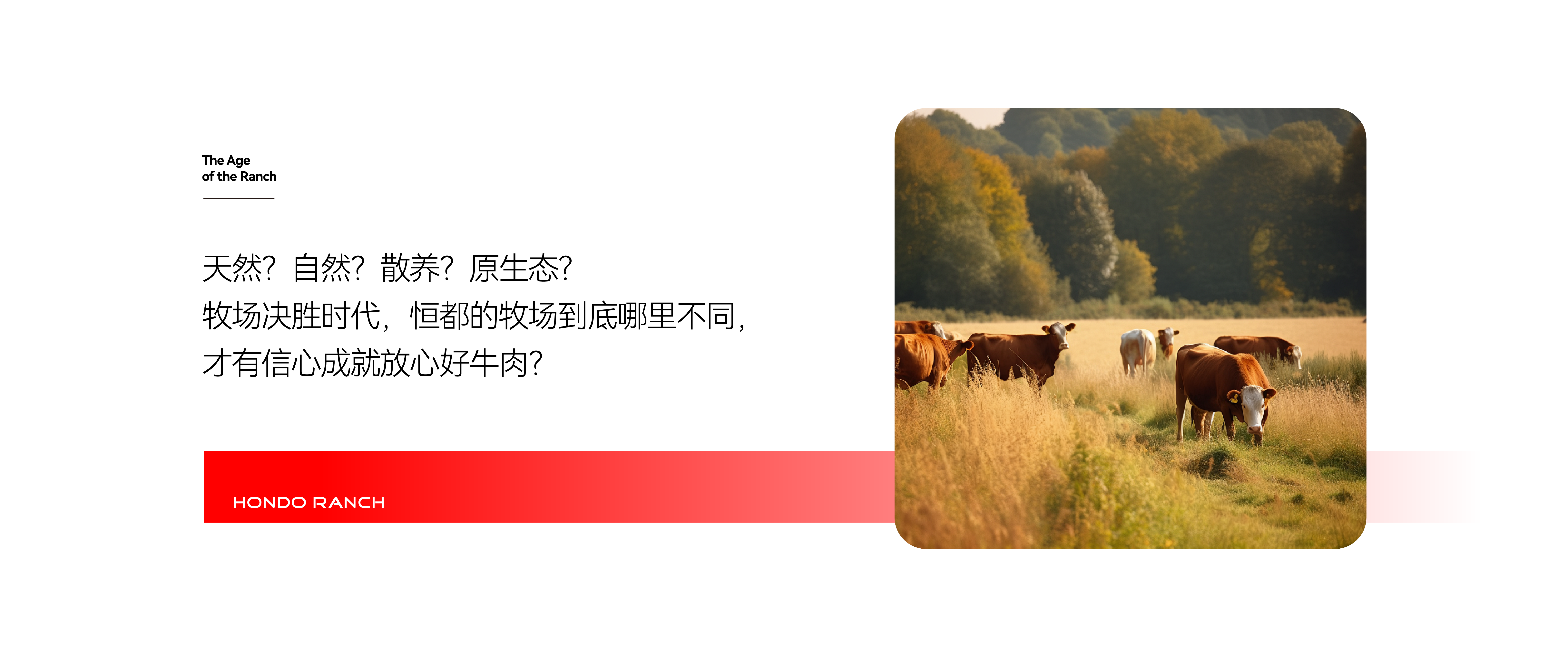 恒都牧场原生态养殖基地风光