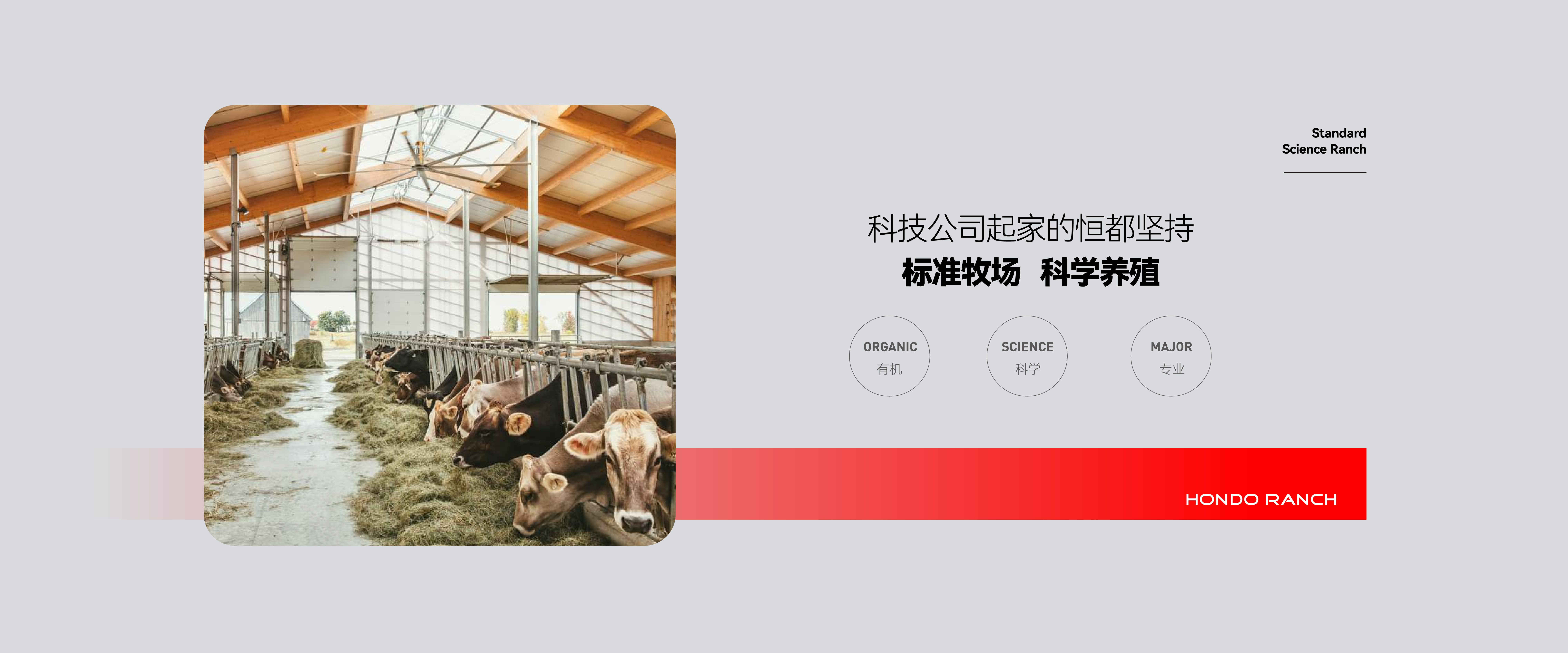 恒都牧场原生态养殖基地风光
