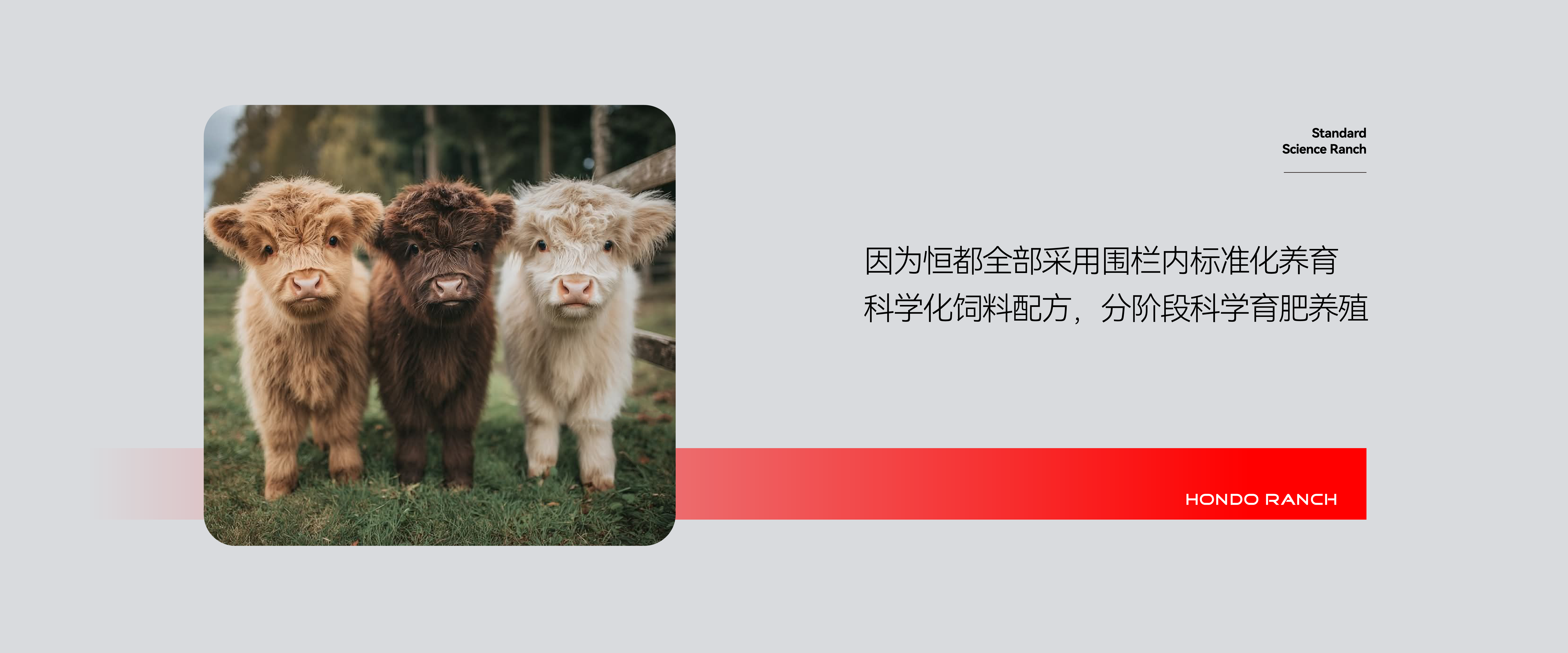 恒都牧场原生态养殖基地风光